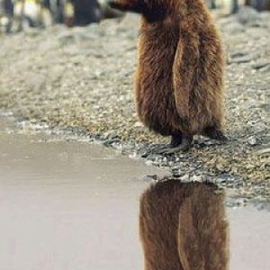 Medved tucniak