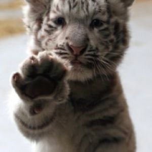 Baby Tiger