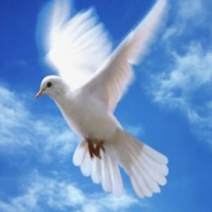 Dove