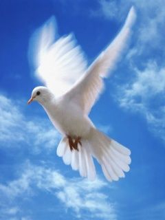Dove
