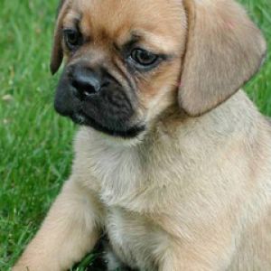 Bella the Puggle