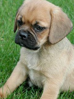 Bella the Puggle