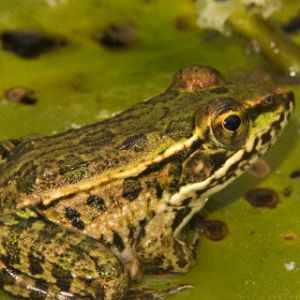 Rio Grande Leopard Frog