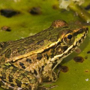 Rio Grande Leopard Frog