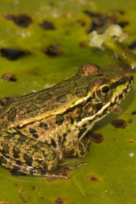 Rio Grande Leopard Frog