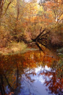 Tuckahoe River 