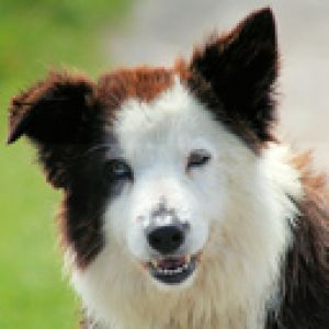 Border Collie