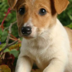 Jack Russell 