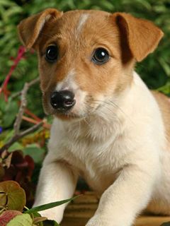 Jack Russell 