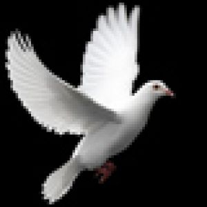 Dove