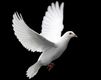 Dove