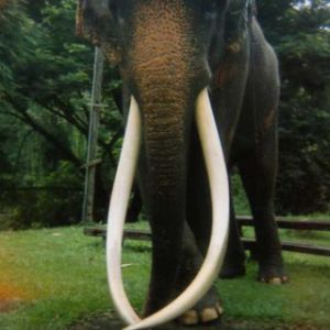 Cambodge elephants 