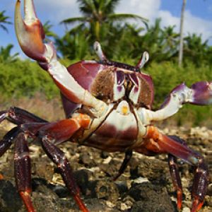 Cocos Keeling Islands