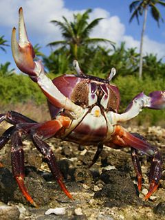 Cocos Keeling Islands