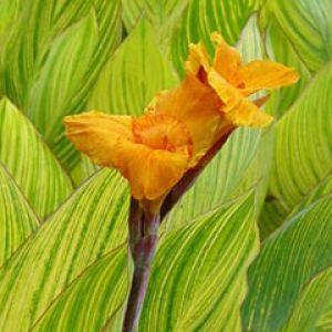 Canna Pretoria 