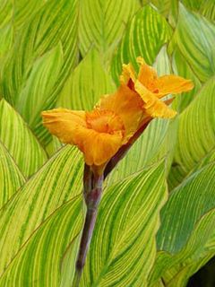 Canna Pretoria 