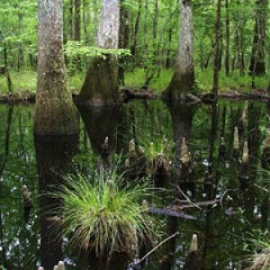 Louisiana