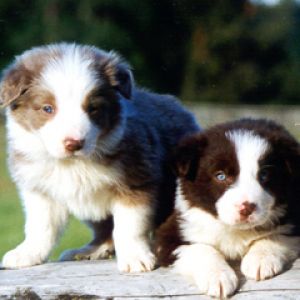 Border Collie