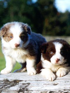 Border Collie