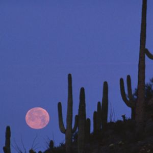 Full Moon - Saguaro National Monument - Arizona