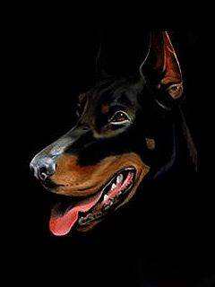 Doberman