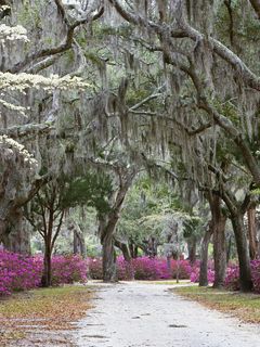 Springtime in Savannah - Georgia