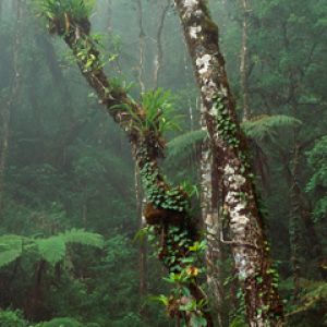 Cloud Forest - Mount Kinabalu National Park - Born
