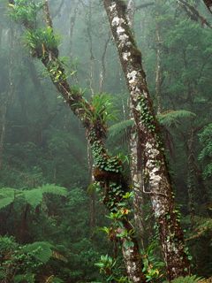 Cloud Forest - Mount Kinabalu National Park - Born