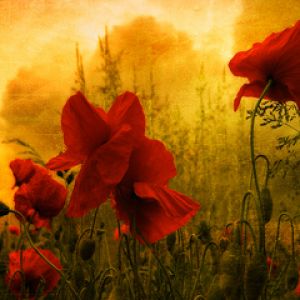 Poppy