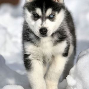 Sibirsky Husky