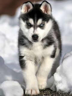 Sibirsky Husky