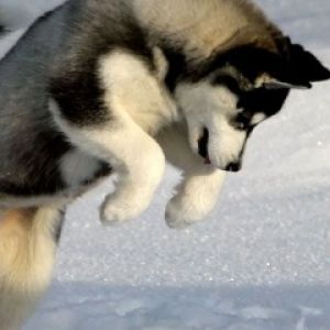 Sibirsky Husky