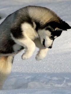 Sibirsky Husky