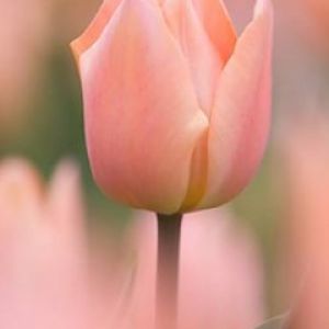 TulipĂˇn