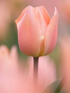 TulipĂˇn