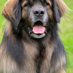 Leonberger 