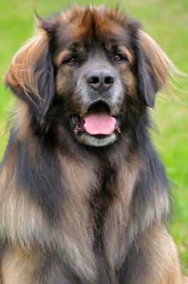 Leonberger 