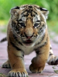 Tiger