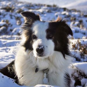 Border Collie 