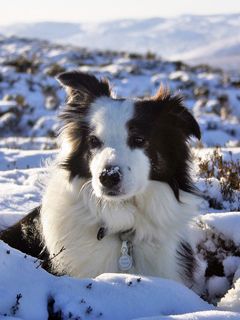 Border Collie 