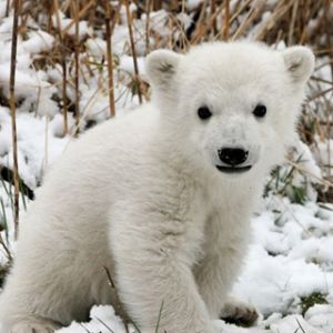 Zoo Berlin - Knut 