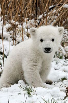 Zoo Berlin - Knut 