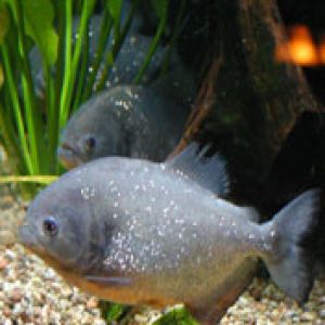 Pirana