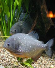 Pirana