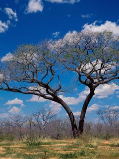 Botswana - Africa