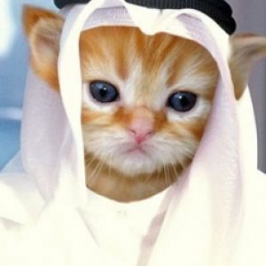 Arab Cat