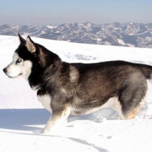 Husky