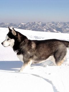 Husky