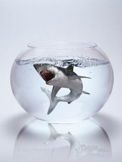 Shark