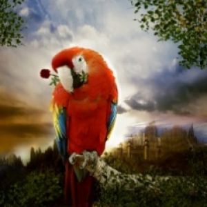 Parrot In Love